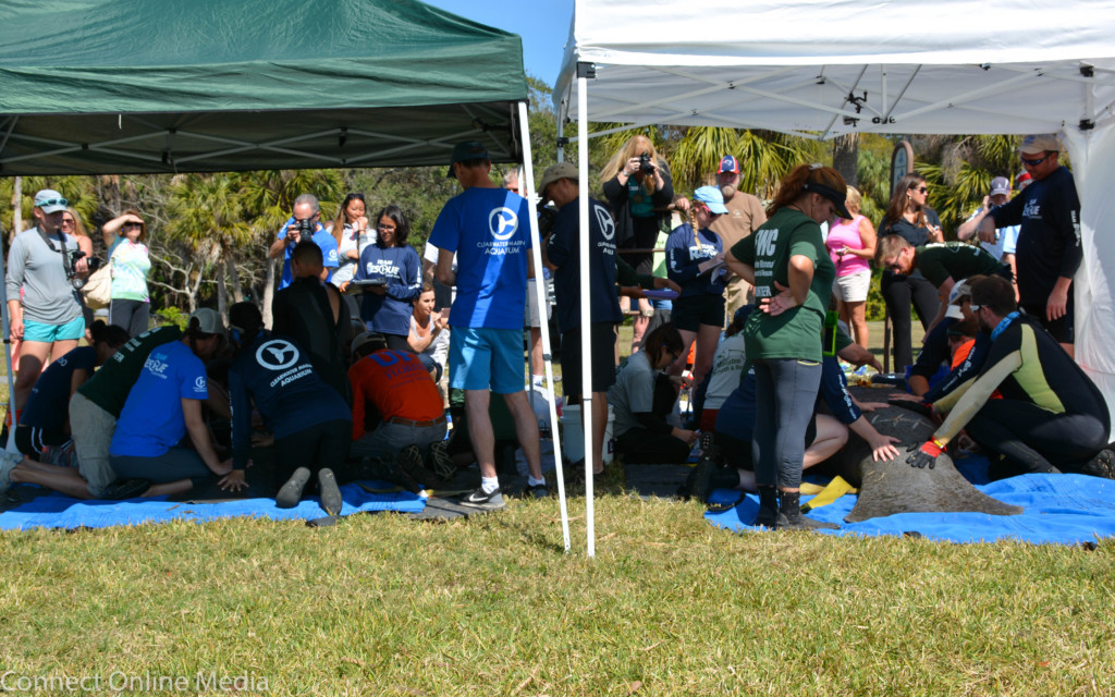 twin medical tents were set up along the shoreline of the pond in order to evaluate the manatees to determine what type of treatment-if any-would be needed.