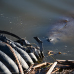 before the rescue operation got underway, the manatees traveled through a connector tube between the retentions ponds.