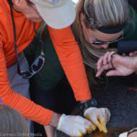 Dr. Mike Walsh, clinical coordinator of the aquatic animal health program at the University of Florida, administers aid to one of the manatees on Monday.