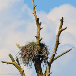 An eagles nest sits on the edge of the proposed Oldsmar Trace subdivision.