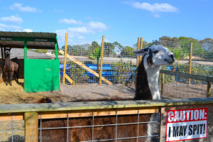 Encroaching development is squeezing HorsePower For Kids out of the Oldsmar area, according to officials of the Race Track Road facility.