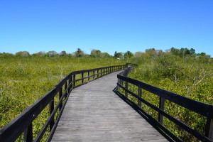 Oldsmar boasts more than 11 miles of bike, pedestrian and nature trails that connect all 10 of the city's parks. Credit: City of Oldsmar.