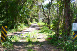 The access area to the horse trails at Mobbly Bayou Preserve are located at the end of Racetrack Road.