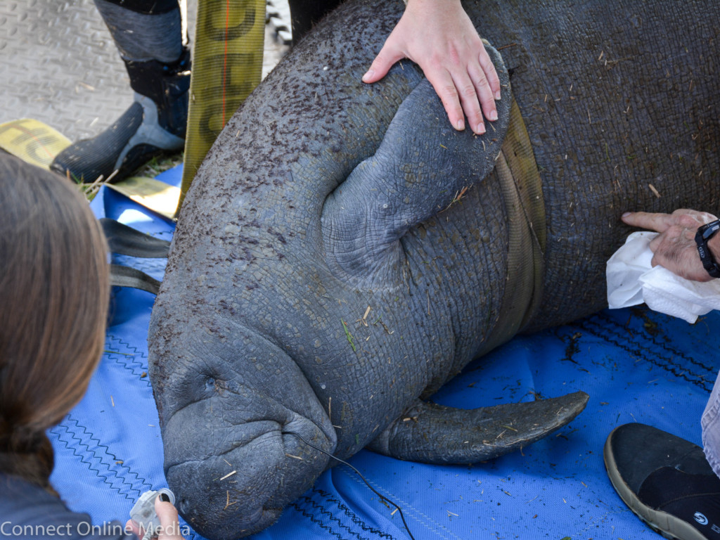 Manatee rescue effort in Oldsmar-77